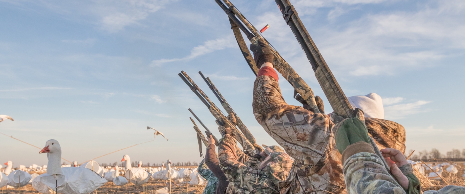 snow-goose.jpg snow-goose.jpg